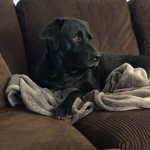 Meet your Posher, Lexis